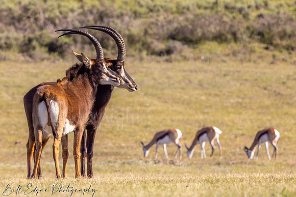 Sable & Springbok Wolvengat South Africa