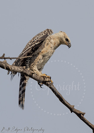 Juvenile Crested Hawk Eagle, Eastern Cape, South Africa