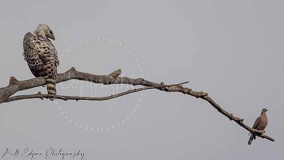Juvenile Crested Hawk Eagle, Eastern Cape, South Africa and Dove