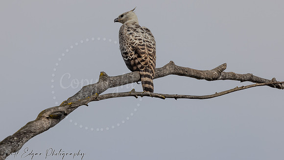 Juvenile Crested Hawk Eagle, Eastern Cape, South Africa