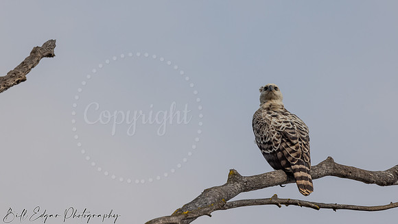 Juvenile Crested Hawk Eagle, Eastern Cape, South Africa