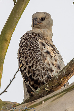 Juvenile Crested Hawk Eagle, Eastern Cape, South Africa