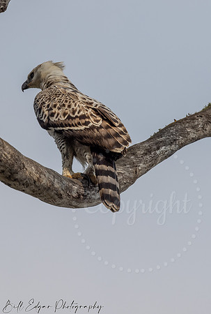 Juvenile Crested Hawk Eagle, Eastern Cape, South Africa