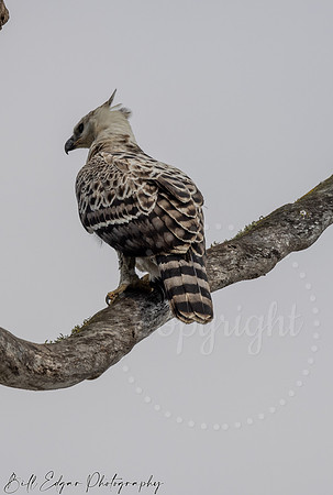 Juvenile Crested Hawk Eagle, Eastern Cape, South Africa