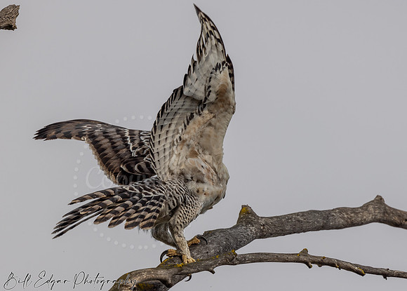 Juvenile Crested Hawk Eagle, Eastern Cape, South Africa
