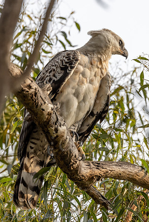 Juvenile Crested Hawk Eagle, Eastern Cape, South Africa