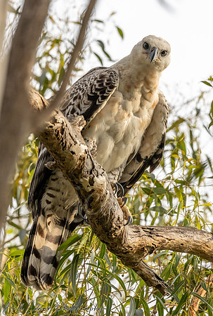 Juvenile Crested Hawk Eagle, Eastern Cape, South Africa