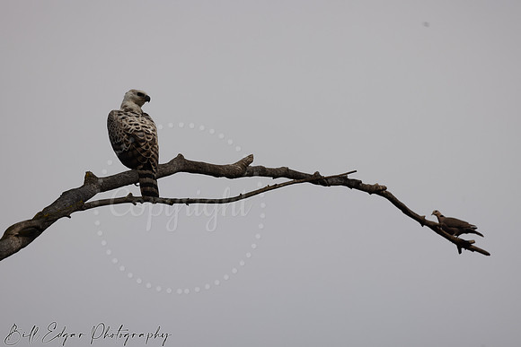 Juvenile Crested Hawk Eagle, Eastern Cape, South Africa