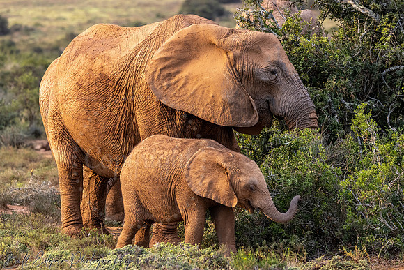 Mama and baby elephant, Addo National Park, Eastern Province, South Africa