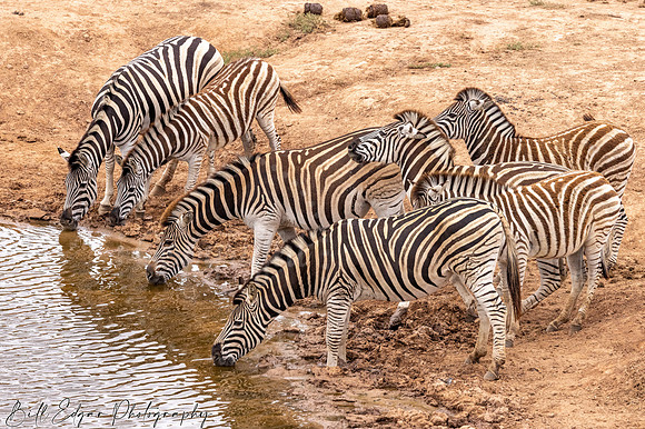 Zebra Addo Elephant National Park South Africa