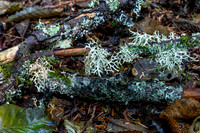 Wet Woods October 1, 2025