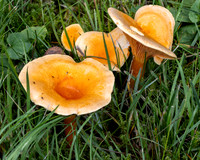 Shrooms October 4, 2025
