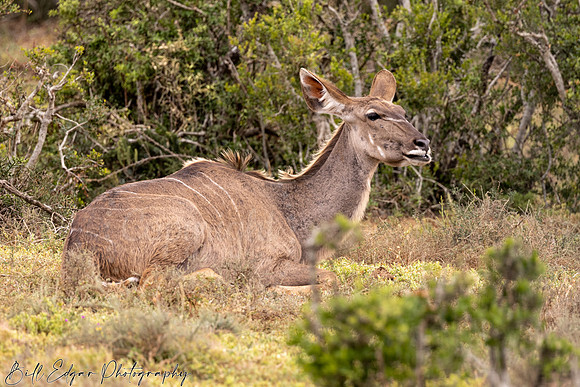 Eastern Cape South Africa, Addo Elephant National Park