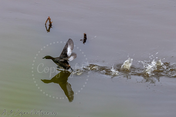 Eastern Cape South Africa, Addo Elephant National Park, Duck