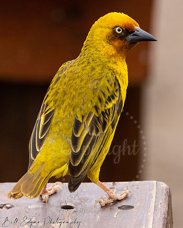 Eastern Cape South Africa, Addo Elephant National Park, Weaverbird (Ploceidae)