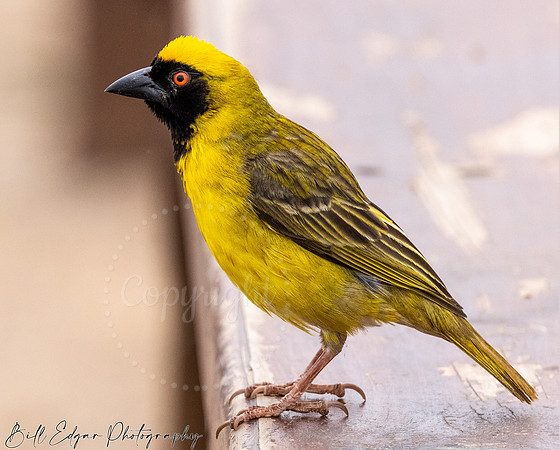 Eastern Cape South Africa, Addo Elephant National Park, Weaverbird (Ploceidae)