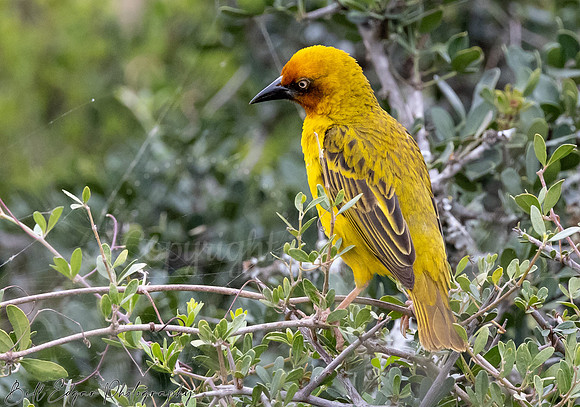 Eastern Cape South Africa, Addo Elephant National Park, Weaverbird (Ploceidae)