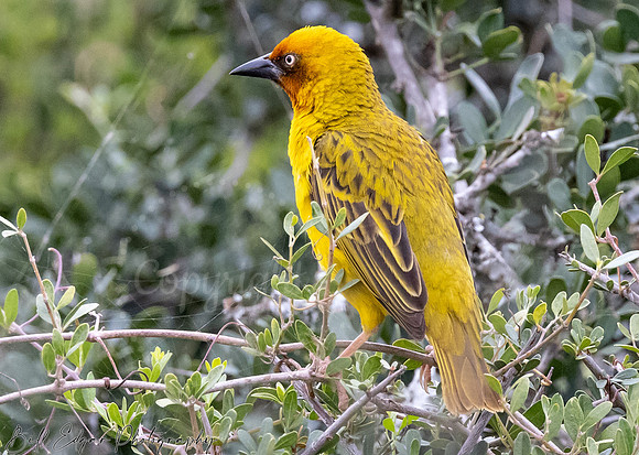Eastern Cape South Africa, Addo Elephant National Park, Weaverbird (Ploceidae)