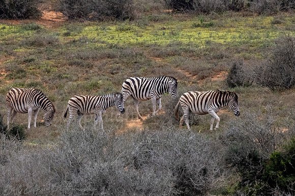 Eastern Cape South Africa, Addo Elephant National Park