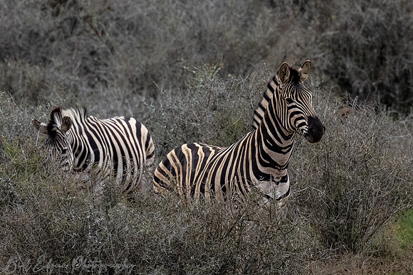 Eastern Cape South Africa, Addo Elephant National Park