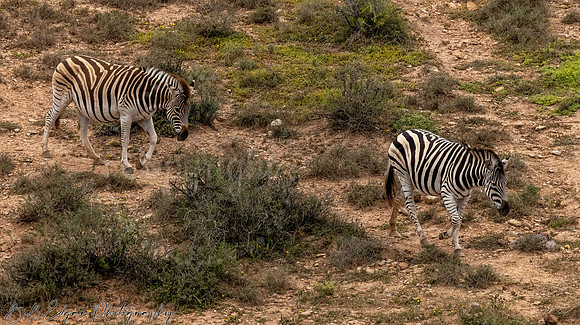 Eastern Cape South Africa, Addo Elephant National Park, Burchell's Zebra