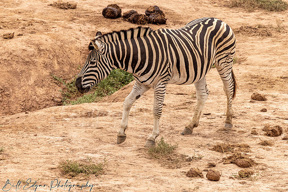 Eastern Cape South Africa, Addo Elephant National Park, Burchell's Zebra