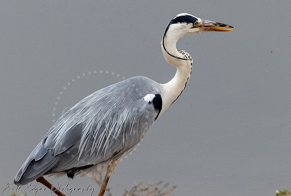 Eastern Cape South Africa, Addo Elephant National Park, Grey Heron