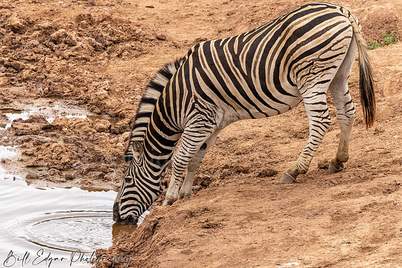 Eastern Cape South Africa, Addo Elephant National Park, Burchell's Zebra