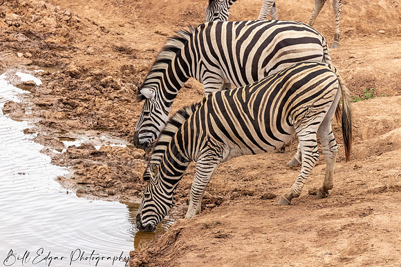 Eastern Cape South Africa, Addo Elephant National Park, Burchell's Zebra