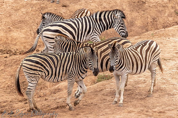 Eastern Cape South Africa, Addo Elephant National Park, Burchell's Zebra