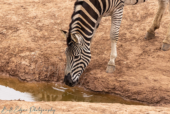Eastern Cape South Africa, Addo Elephant National Park, Burchell's Zebra