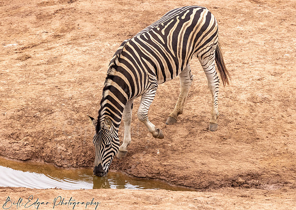 Eastern Cape South Africa, Addo Elephant National Park, Burchell's Zebra