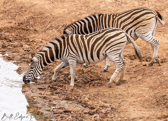 Eastern Cape South Africa, Addo Elephant National Park, Burchell's Zebra