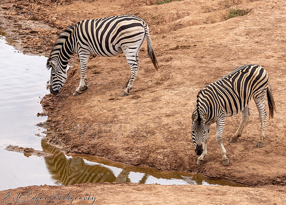Eastern Cape South Africa, Addo Elephant National Park, Burchell's Zebra
