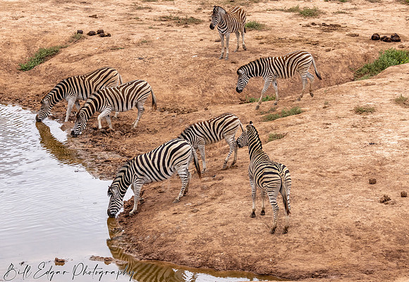Eastern Cape South Africa, Addo Elephant National Park, Burchell's Zebra