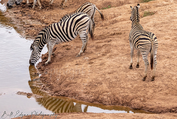 Eastern Cape South Africa, Addo Elephant National Park, Burchell's Zebra