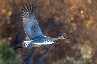 Bosque del Apache NWR November 10, 2025