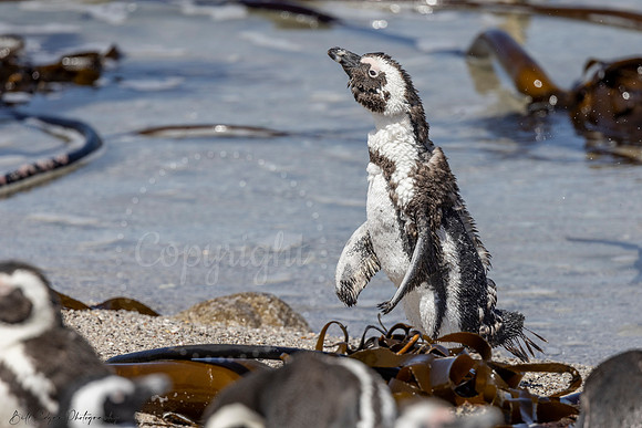 African Penguin