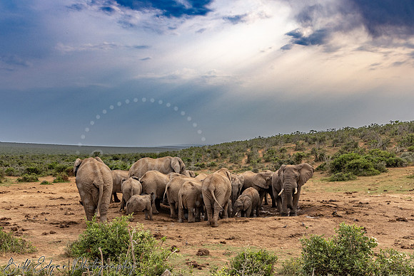 Elephant Watering Hole Addo Elephant National Park South Africa