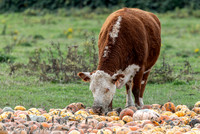 Snohomish Cows & Pumpkins November 20, 2025
