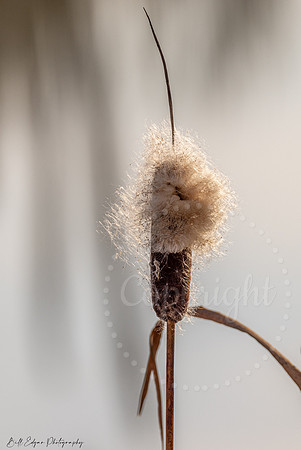 Cattail