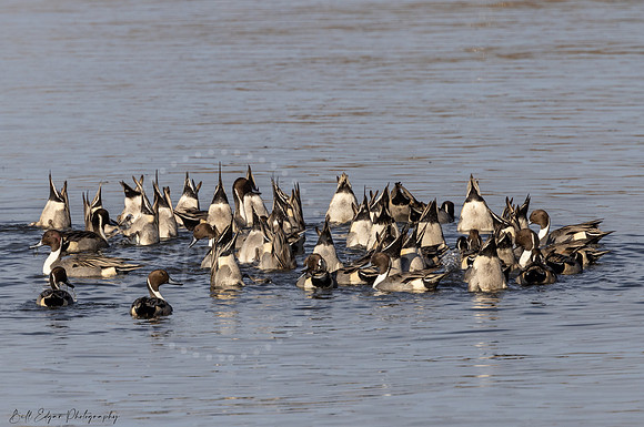 Northern Pintail Ducks