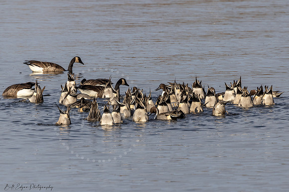 Northern Pintail Ducks, Canada Goose