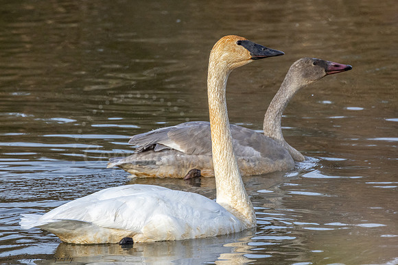 Trumpeter Swans
