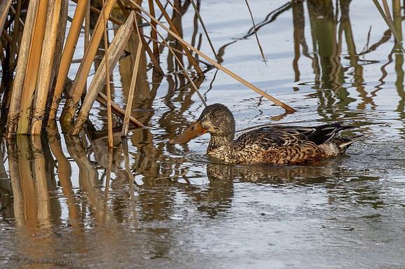 Female Shoveler