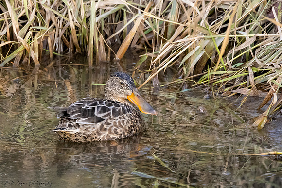 Female Shoveler