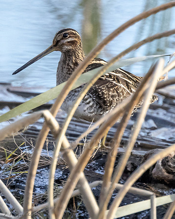Snipe