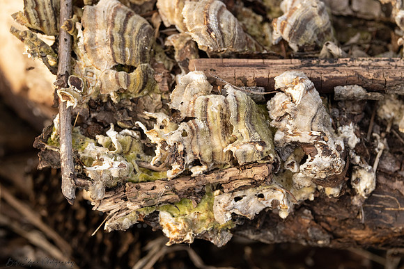 Shelf Fungus
