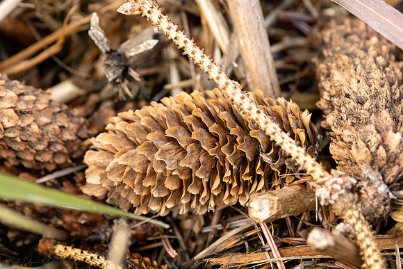 Cone