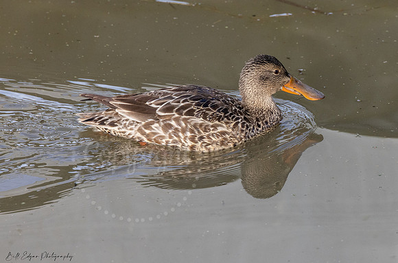 Female Shoveler